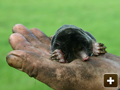 A mole catcher and his mole