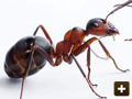 Ants in properties and gardens