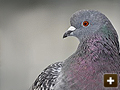 Bird control throughout Oxford and the Thames Valley