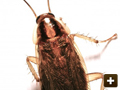 Cockroaches across Oxfordshire