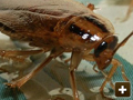 Cockroaches eradicated