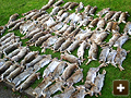 Effective rabbit management