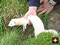 Ferret entering warren