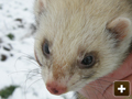 Ferret on his way to work