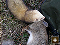 Ferret with rabbit
