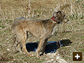 Ferreting for rabbits in Oxfordshire