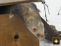 Ferrets keen to work the land in Oxford