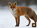 Fox control on farms across Oxfordshire