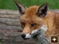 Foxes in Oxfordshire
