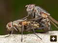 House Cluster Flies