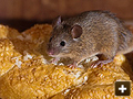 House Mice in Oxford