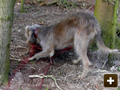 Long netting for rabbits
