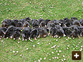 Mole catching in Oxford