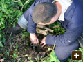 Placing the mole trap
