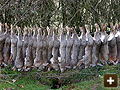 Rabbits caught on farm land in Oxford