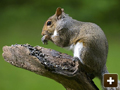 Squirrel control across Oxfordshire and the Thames Valley