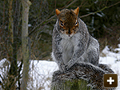 Squirrel control throughout Oxford