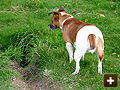 Terrier awaiting a bolting rabbit on land in Oxford