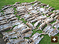 The result of a typical day rabbiting