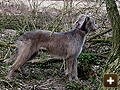 Trained dog used for pest control