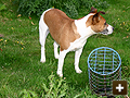 Using bolt traps and dog for rabbit control