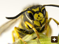 Wasp nests destroyed
