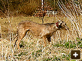 Working with dogs for rabbits on farm land in Oxford