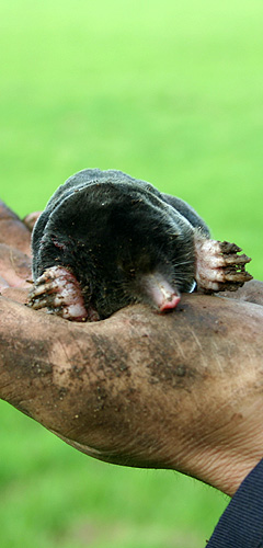 mole catching