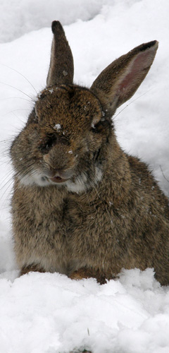 pest control for rabbits