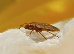 pest control for bed bugs