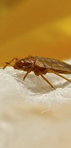 Safely remove bed bugs safely remove bed bugs