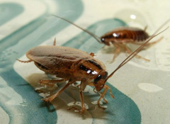 pest control for cockroaches