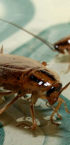 cockroaches controlled and removed
