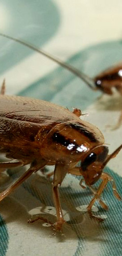 Cockroaches controlled and removed cockroaches controlled and removed