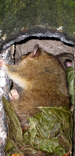 dormouse