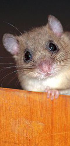 Pest control for Dormouse - Dormice (Glis Glis) pest control for dormouse dormice glis glis