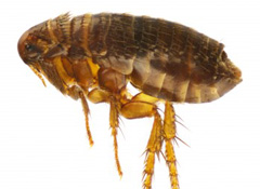 pest control for fleas