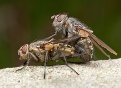 pest control for flies
