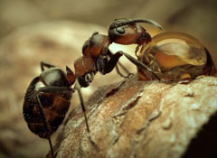 pest control for ants