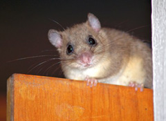 pest control for dormouse edible dormice