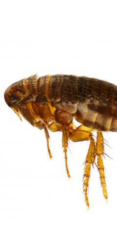 fleas safely controlled