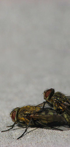 Professional fly control - get rid of flies! professional fly control - get rid of flies