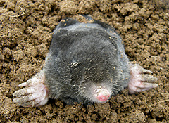 molecatchers pest control for moles