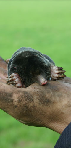mole trap