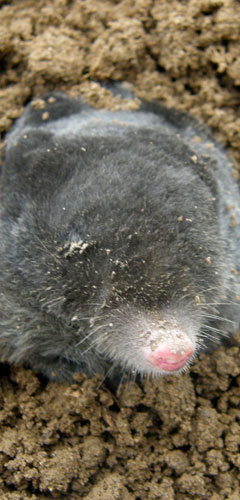 traditional mole catching