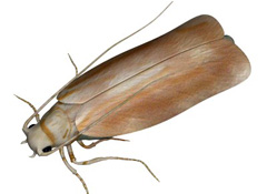 pest control for moths