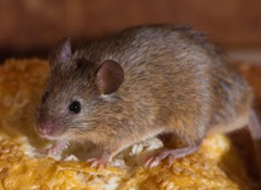 pest control for mice