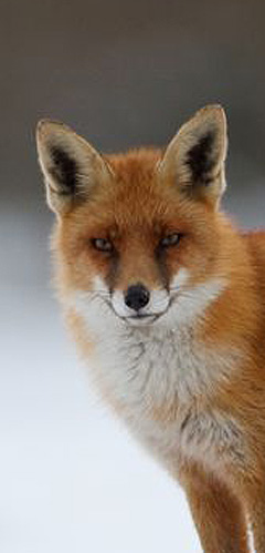 pest control for foxes and fox removal