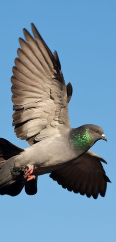 pigeons controlled and removed