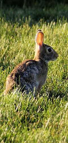 traditional pest control for rabbits